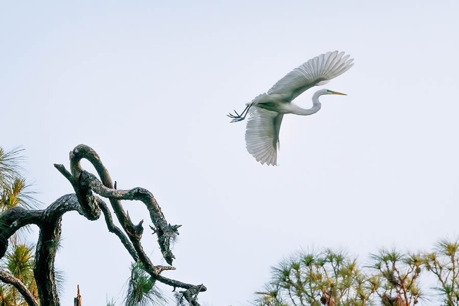 2024 Prix De La Photographie Nature Awards Winners