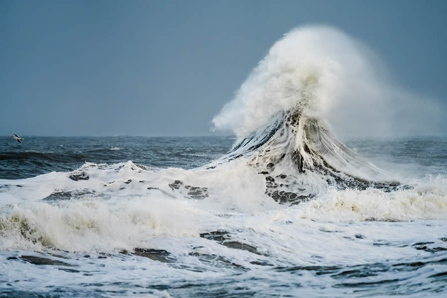 2024 Prix De La Photographie Nature Awards Winners