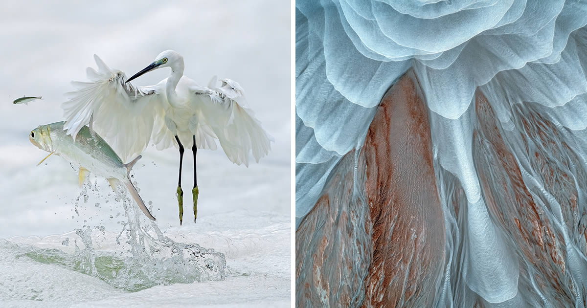 30 Nature Winning Photos From The 2024 Prix De La Photographie Awards