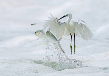 2024 Prix De La Photographie Nature Awards Winners