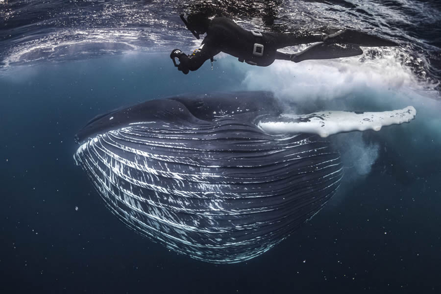 Ocean Photographer Of The Year 2024 Finalists