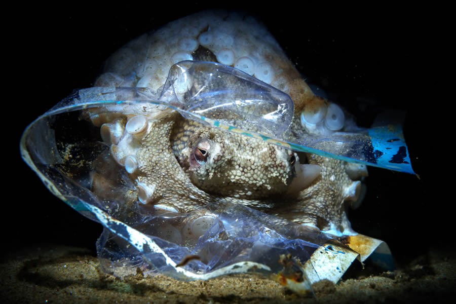 Ocean Photographer Of The Year 2024 Finalists