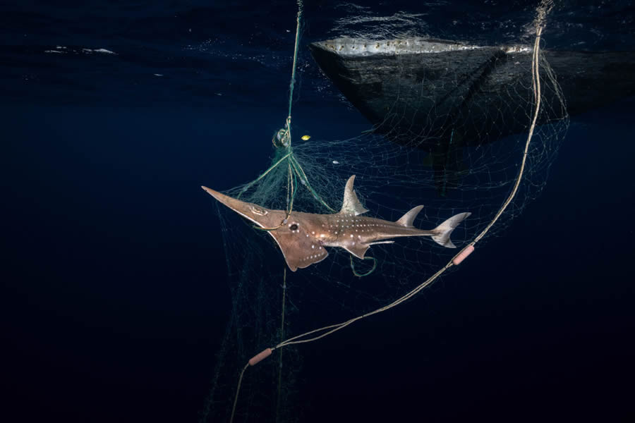 Ocean Photographer Of The Year 2024 Finalists