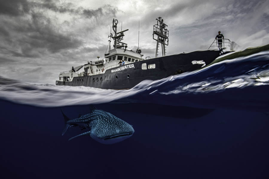 Ocean Photographer Of The Year 2024 Finalists