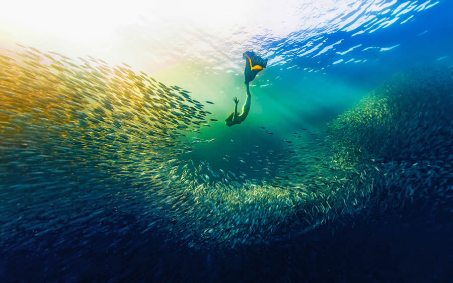 Ocean Photographer Of The Year 2024 Finalists