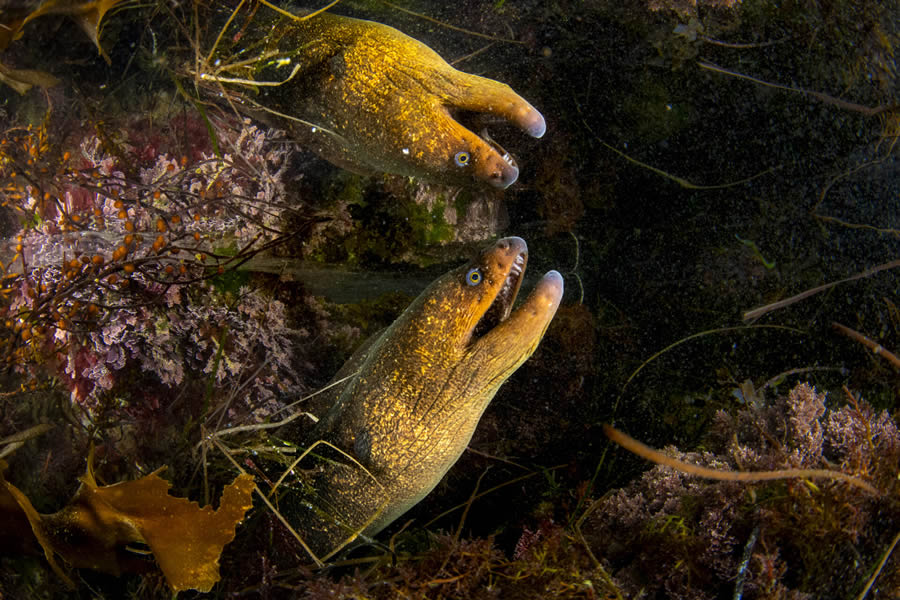 Ocean Photographer Of The Year 2024 Finalists