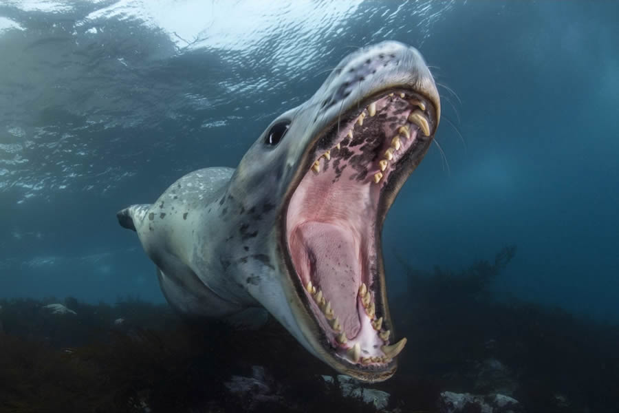 Ocean Photographer Of The Year 2024 Finalists