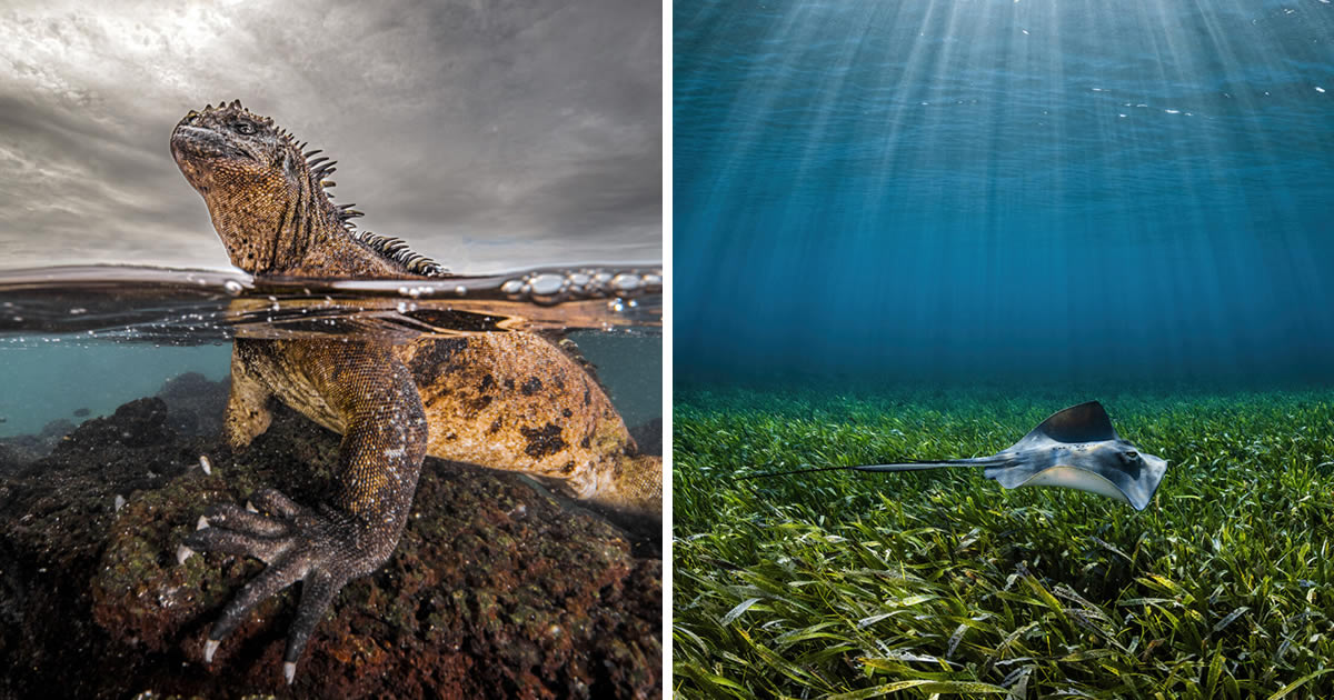 35 Outstanding Finalist Photos Of The 2024 Ocean Photographer Of The Year