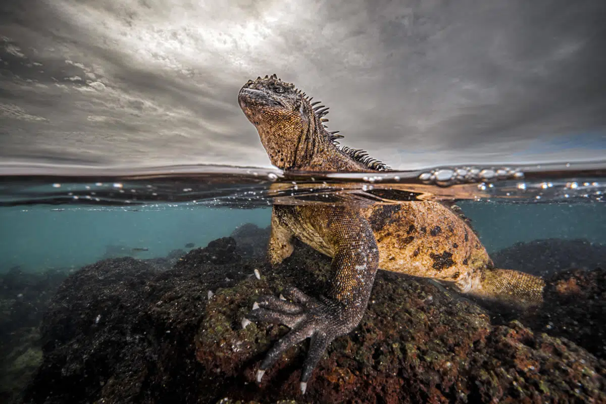 35 Outstanding Finalist Photos Of The 2024 Ocean Photographer Of The Year 53 Ocean Photographer Of The Year 2024 Finalists