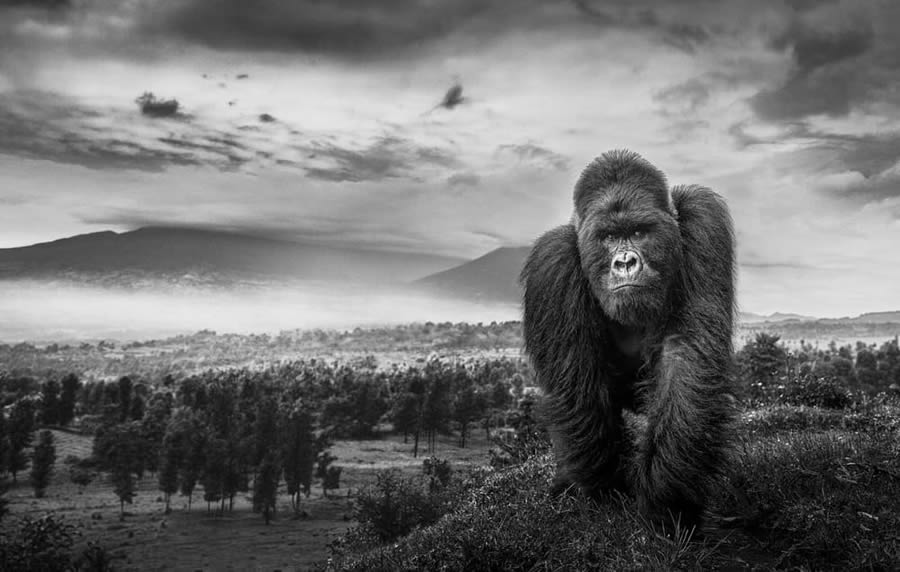 One Eyeland Black and White Photography Awards