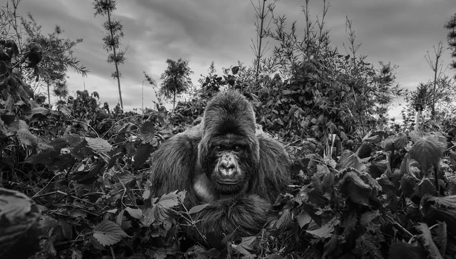 One Eyeland Black and White Photography Awards