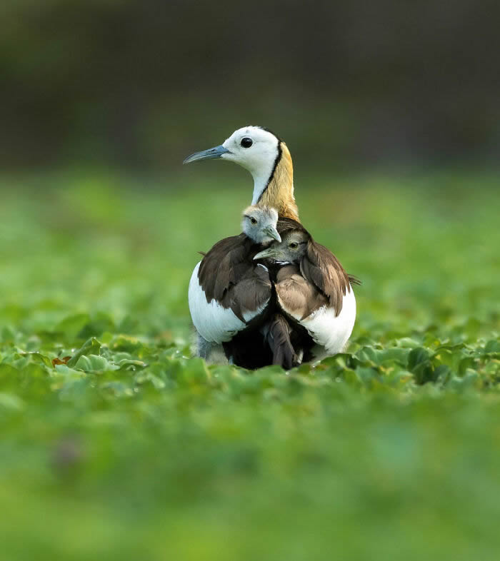 One Eyeland Wildlife Photography Awards Best Photos