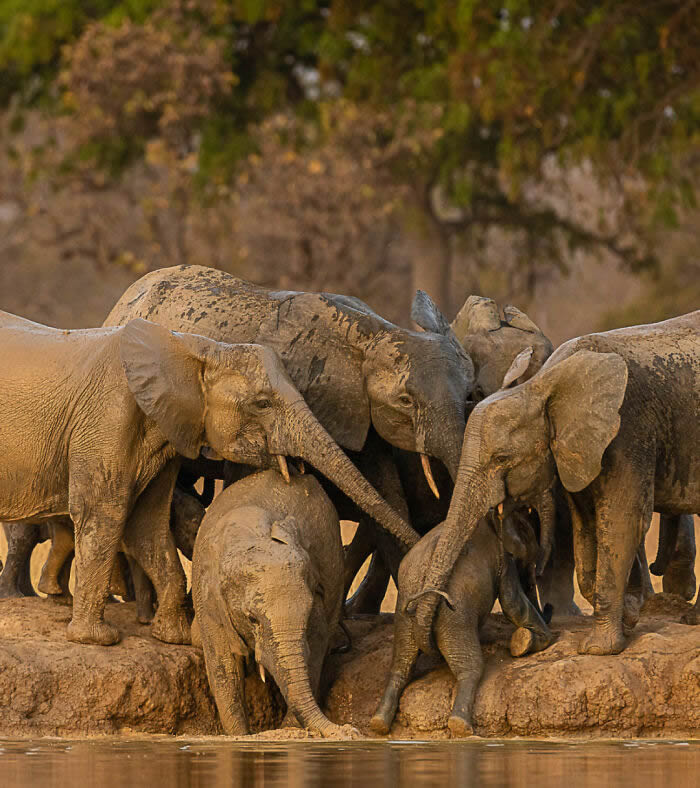 One Eyeland Wildlife Photography Awards Best Photos