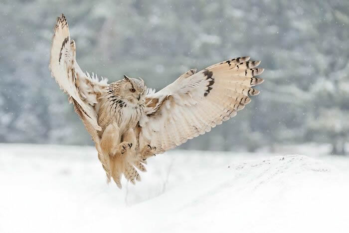 One Eyeland Wildlife Photography Awards Best Photos