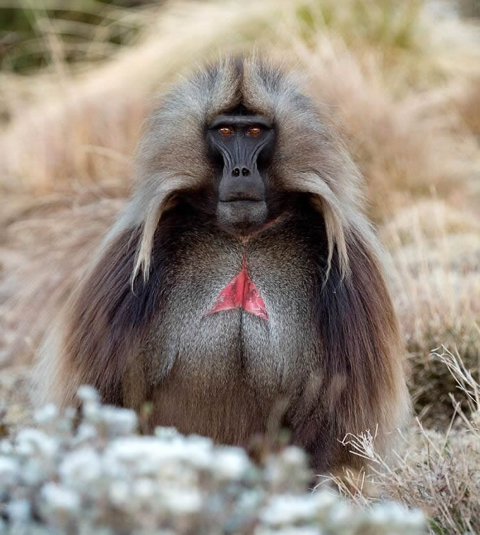 One Eyeland Wildlife Photography Awards Best Photos