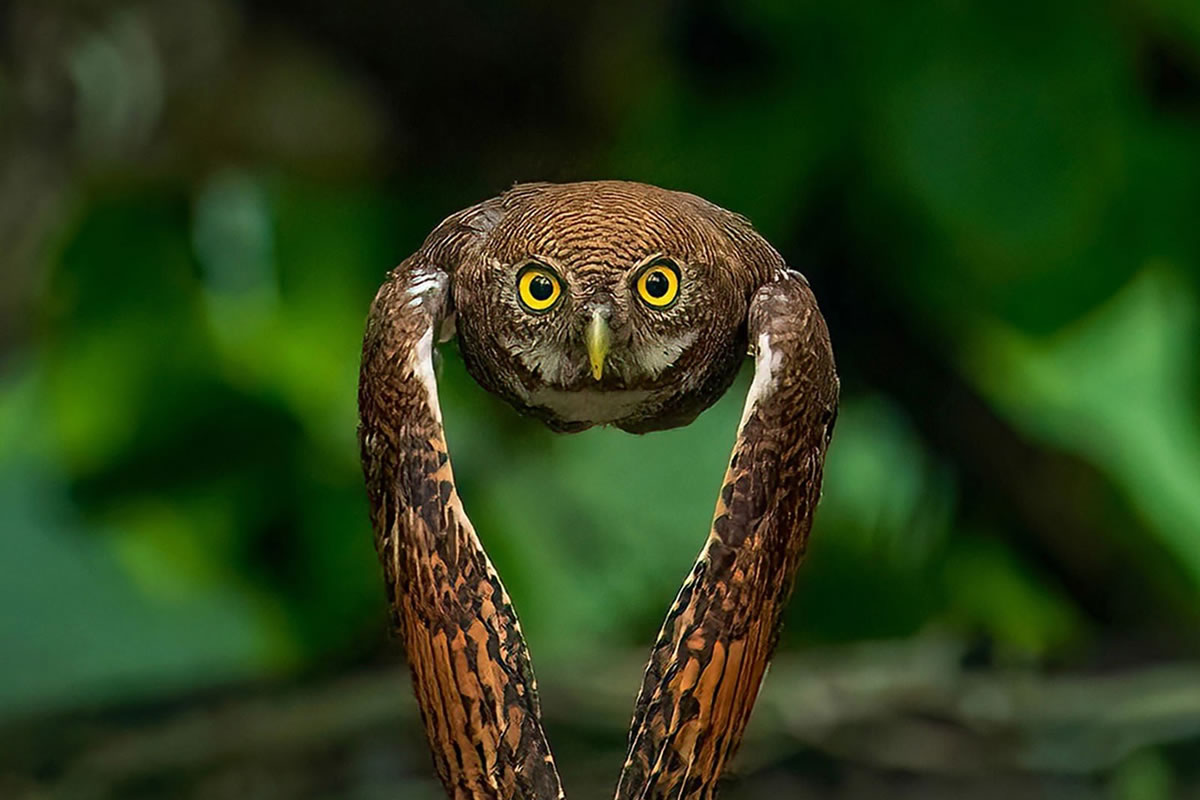 One Eyeland Wildlife Photography Awards Best Photos