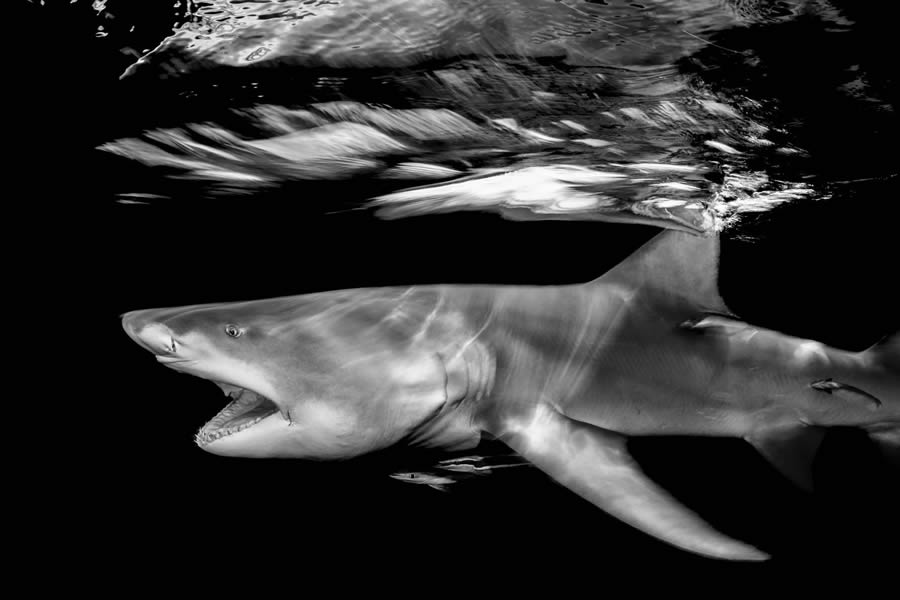 One Shot Wildlife Black And White Photography Awards