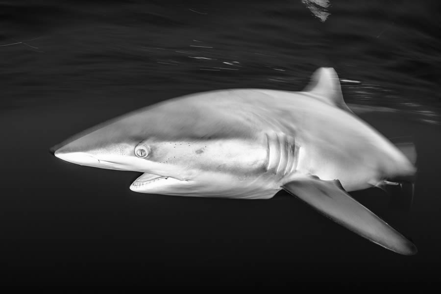 One Shot Wildlife Black And White Photography Awards