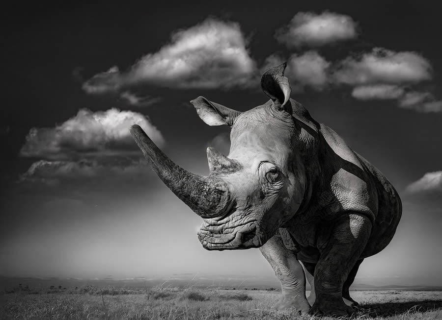 One Shot Wildlife Black And White Photography Awards