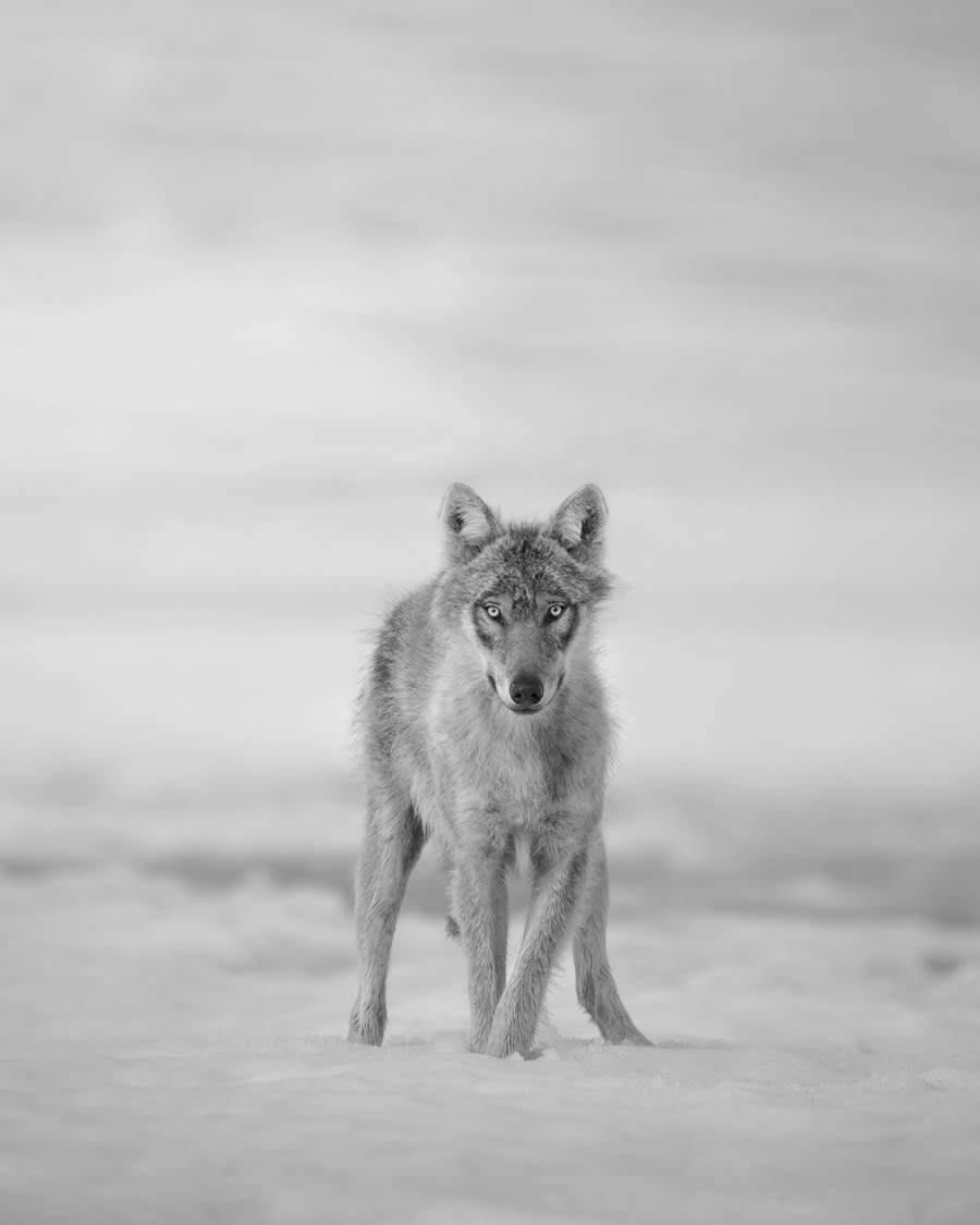 One Shot Wildlife Black And White Photography Awards