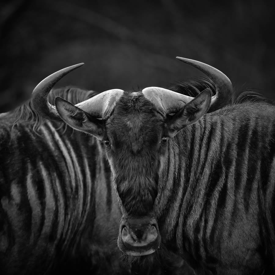 One Shot Wildlife Black And White Photography Awards