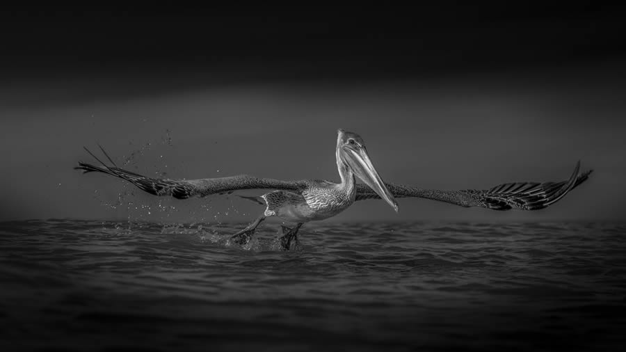 One Shot Wildlife Black And White Photography Awards