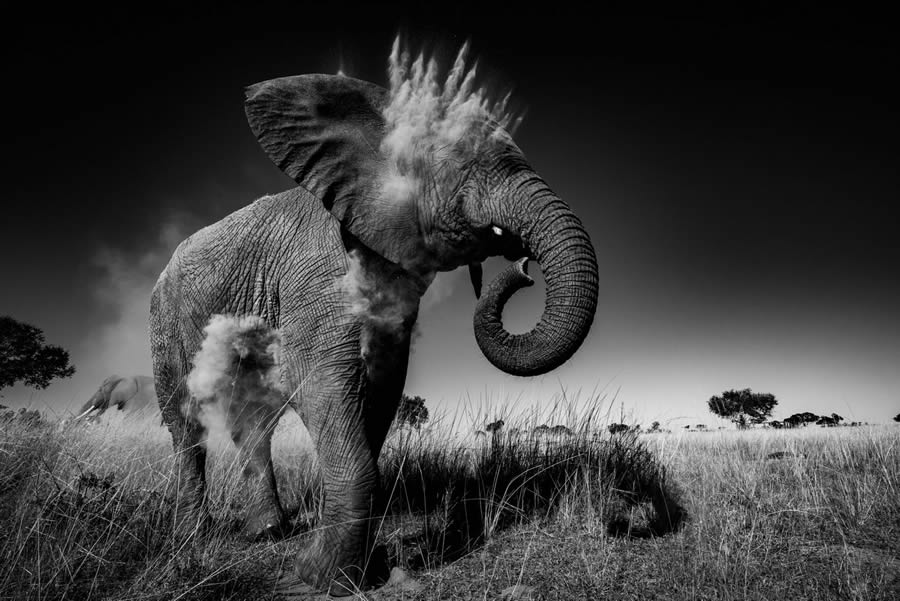 One Shot Wildlife Black And White Photography Awards