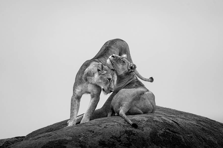 One Shot Wildlife Black And White Photography Awards