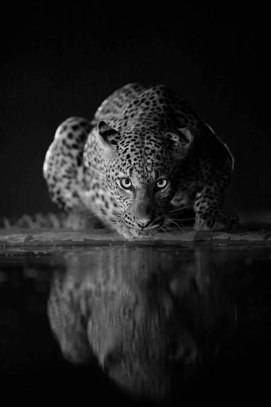 One Shot Wildlife Black And White Photography Awards