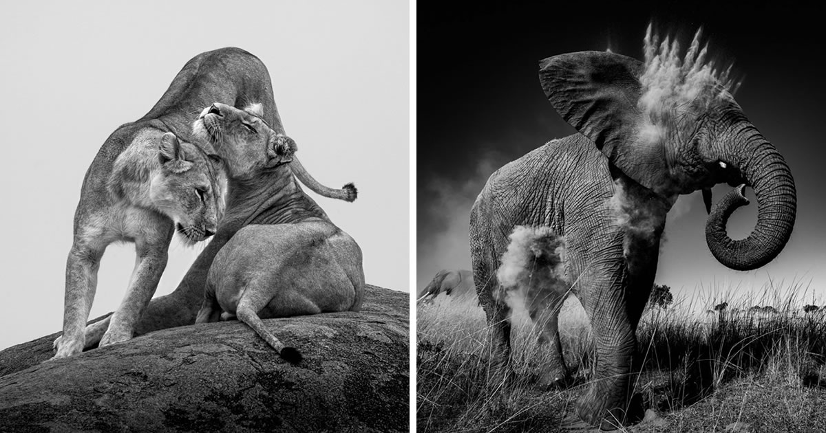 20 Stunning Winners of the 2024 One Shot Wildlife Black & White Photography Awards