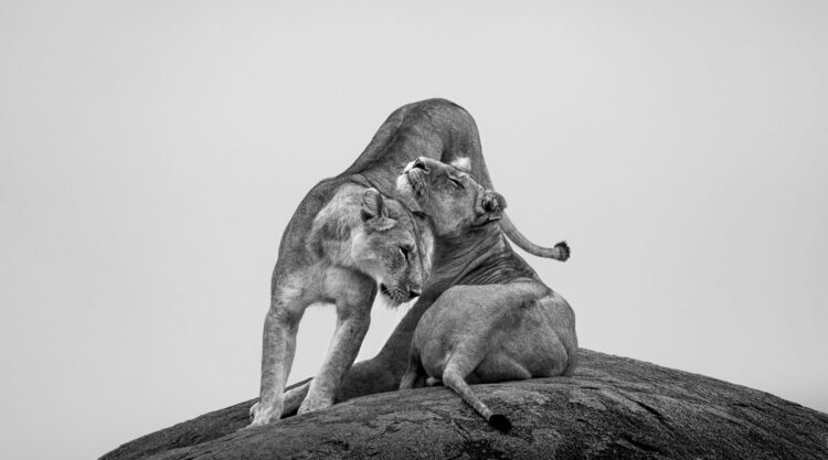 One Shot Wildlife Black And White Photography Awards