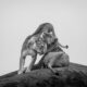 One Shot Wildlife Black And White Photography Awards