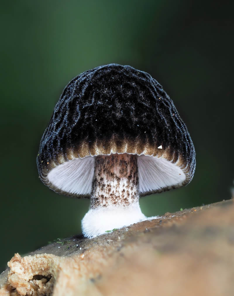 Macro Photography Of Slime Molds By Jay Lichter