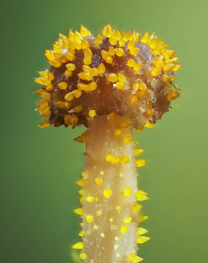 Macro Photography Of Slime Molds By Jay Lichter