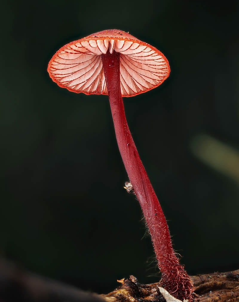 Macro Photography Of Slime Molds By Jay Lichter