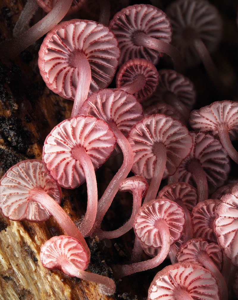 Macro Photography Of Slime Molds By Jay Lichter