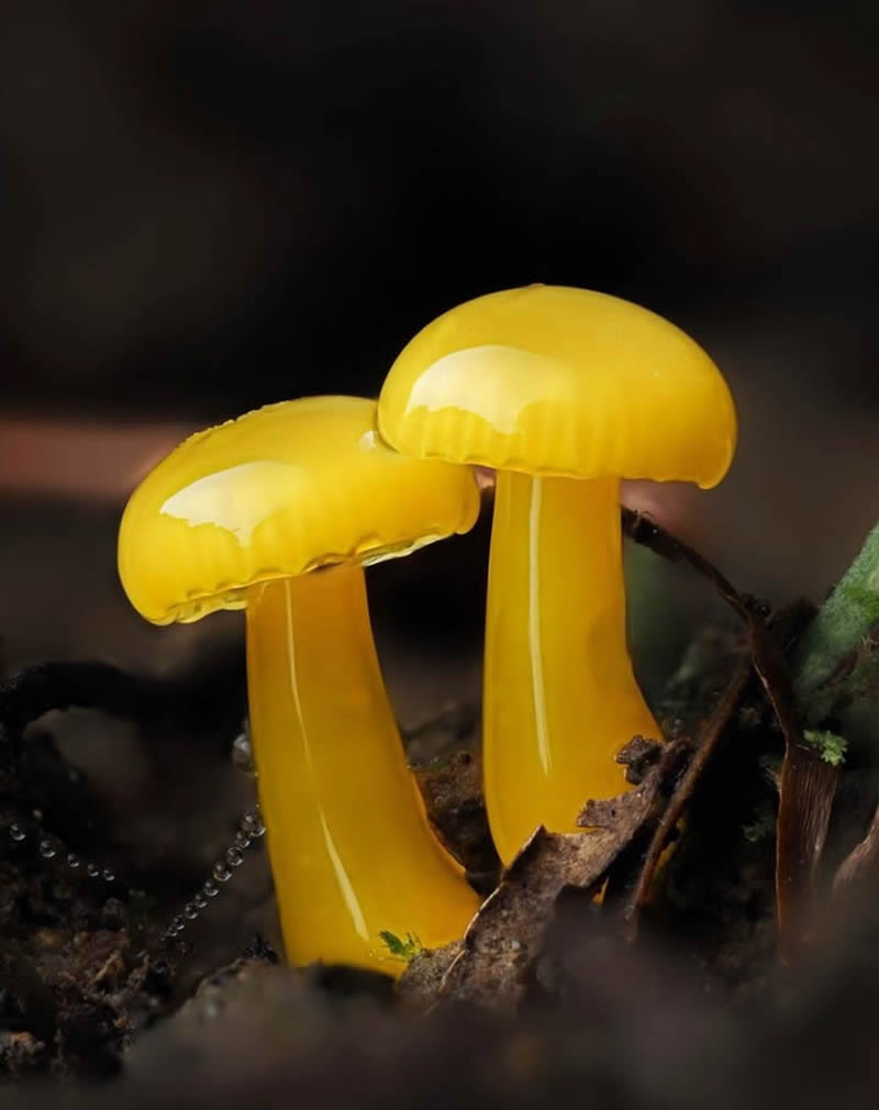 Macro Photography Of Slime Molds By Jay Lichter