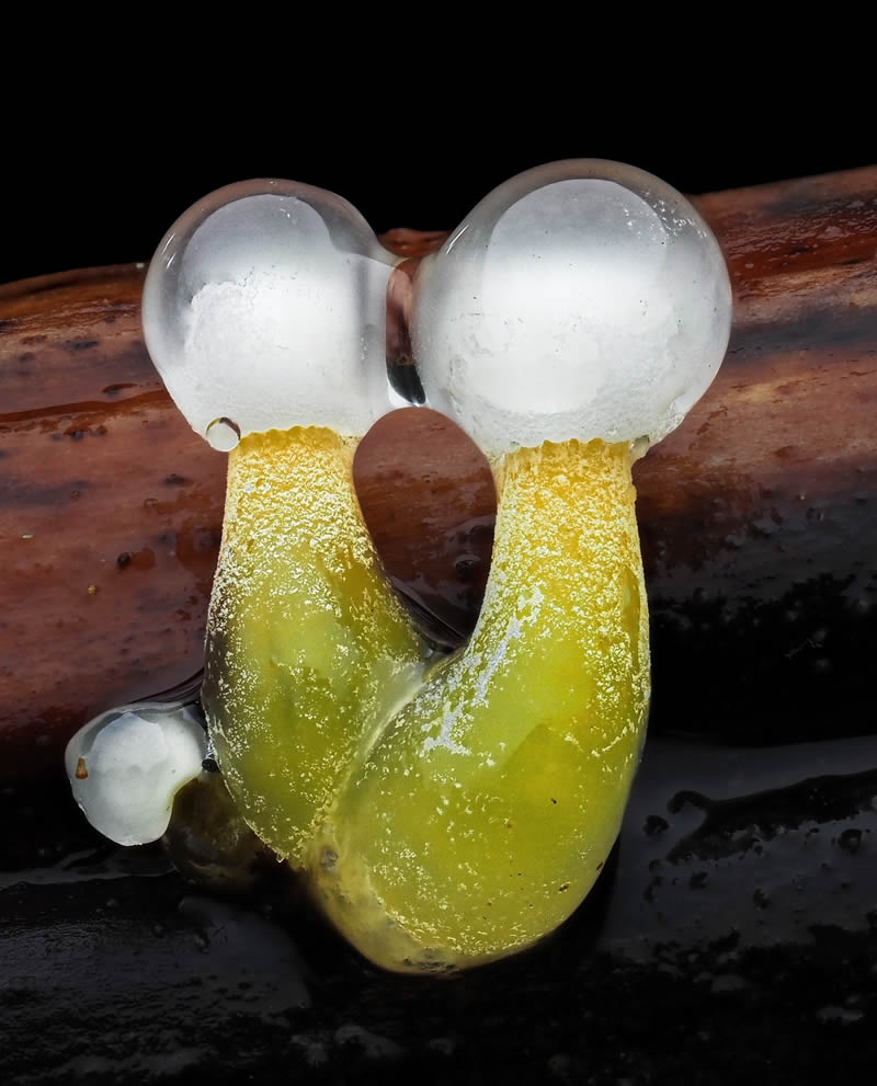 Macro Photography Of Slime Molds By Jay Lichter