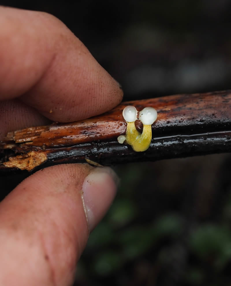 Macro Photography Of Slime Molds By Jay Lichter