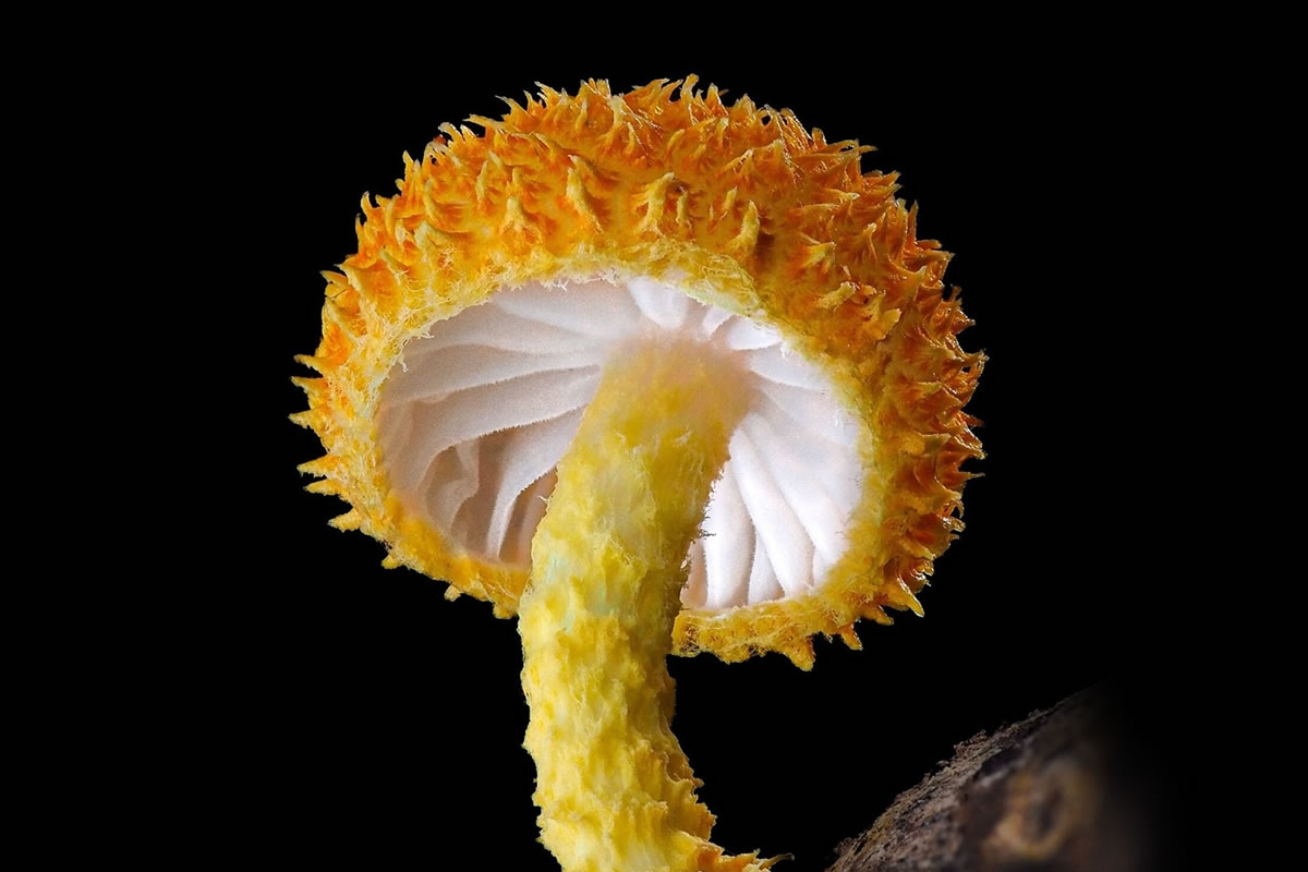 Macro Photography Of Slime Molds By Jay Lichter