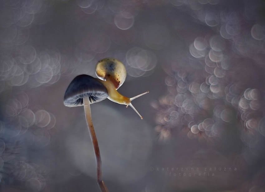 Snails Macro Photography By Katarzyna Zaluzna