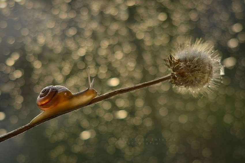 Snails Macro Photography By Katarzyna Zaluzna