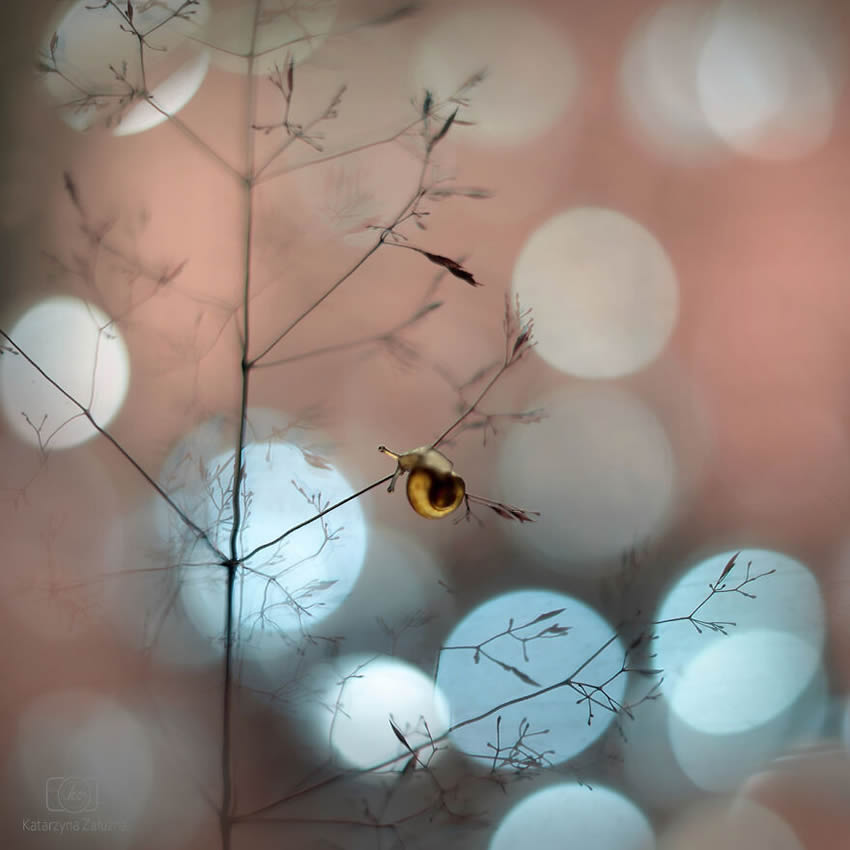 Snails Macro Photography By Katarzyna Zaluzna