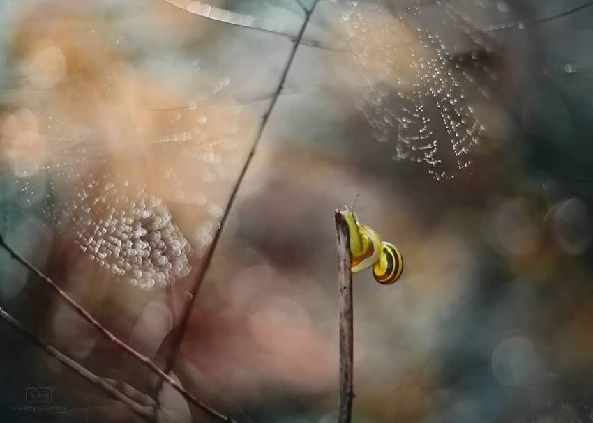 Snails Macro Photography By Katarzyna Zaluzna