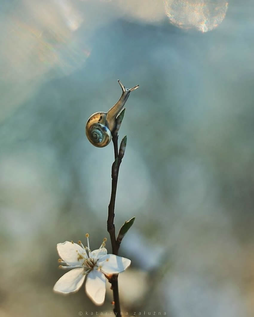 Snails Macro Photography By Katarzyna Zaluzna