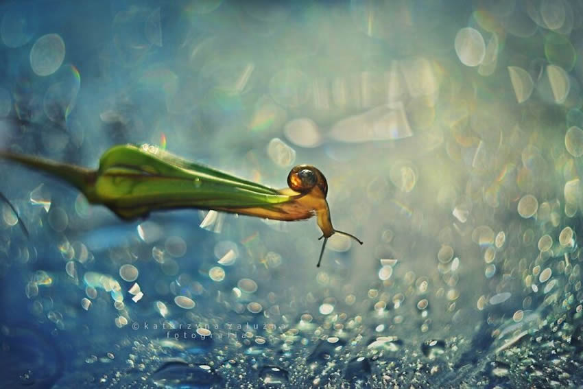 Snails Macro Photography By Katarzyna Zaluzna