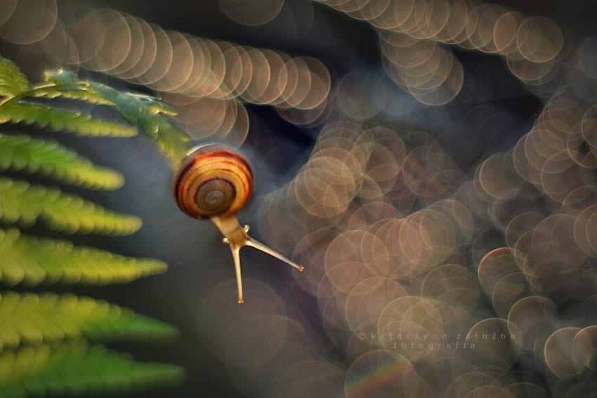 Snails Macro Photography By Katarzyna Zaluzna