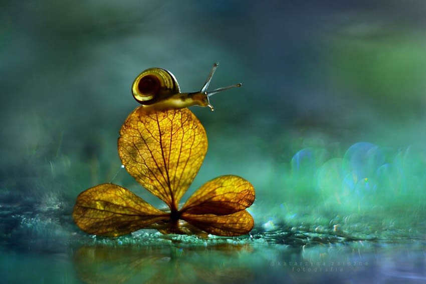 Snails Macro Photography By Katarzyna Zaluzna