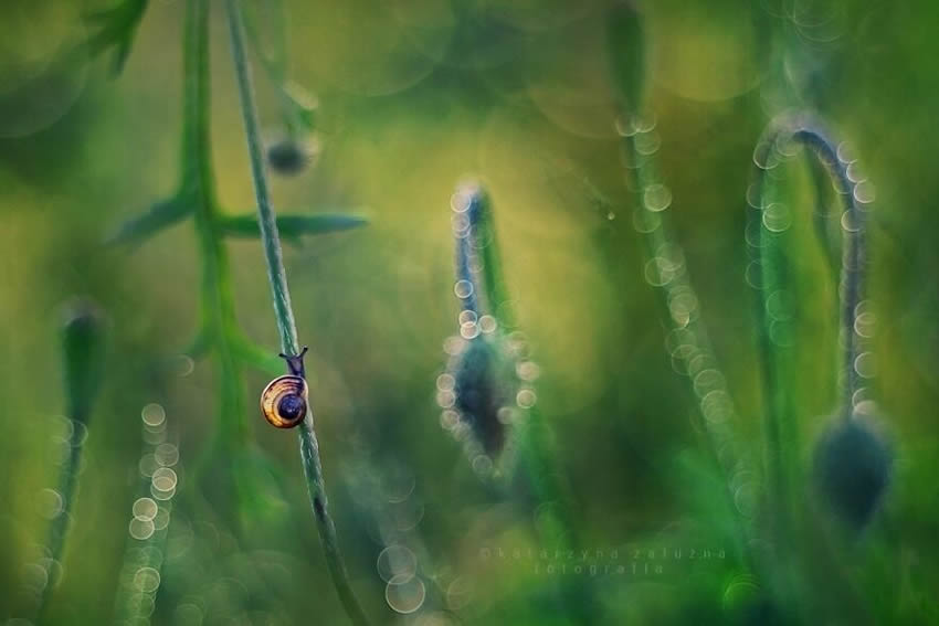 Snails Macro Photography By Katarzyna Zaluzna