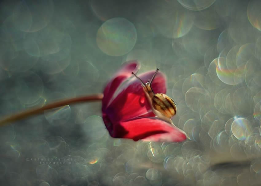 Snails Macro Photography By Katarzyna Zaluzna